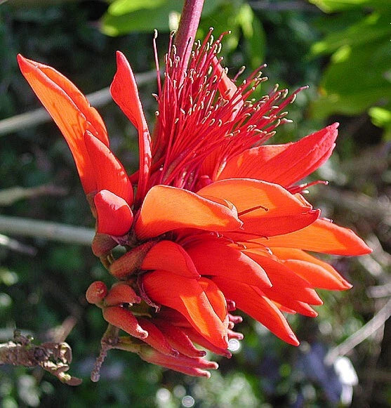 Coral Erythrina Arborescens – Flowering Tropical Tree Seeds