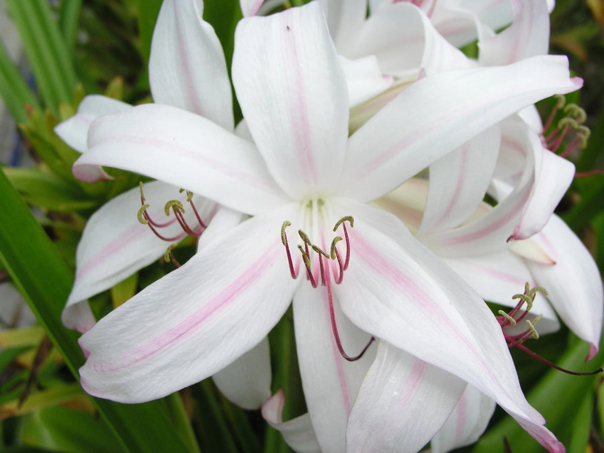 Crinum Lily Digweedii No Kidding Large Blooming-size Bulb - Flower