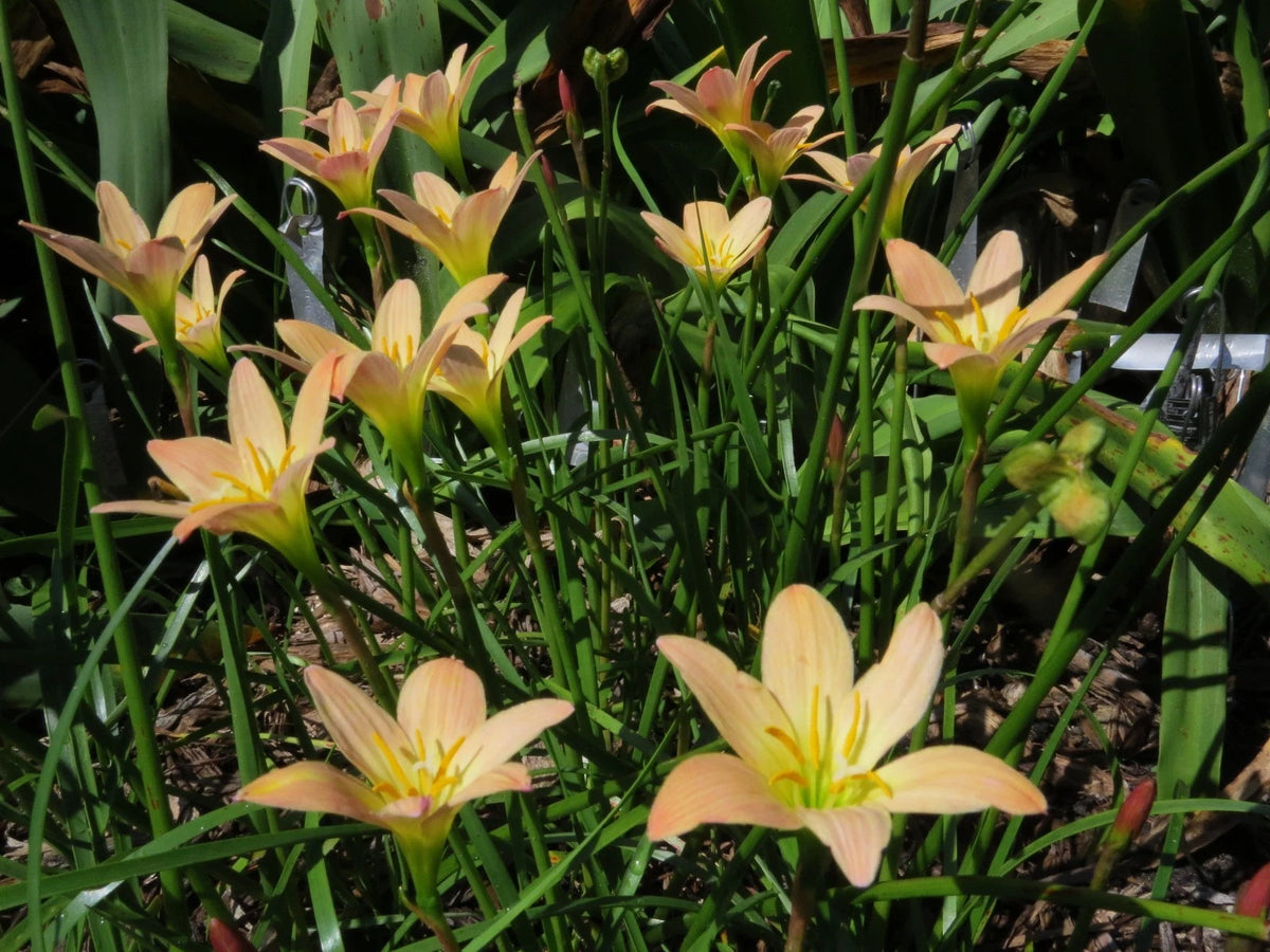 Rain Lily Zephyranthes – Garden Fruit Seeds