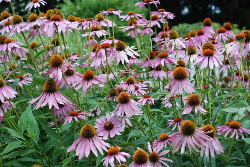 Purple Coneflower Echinacea Purpurea Perennial Flower Seeds
