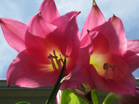 Crinum Lily Charisma Medium-Size Bulb New Amazing
