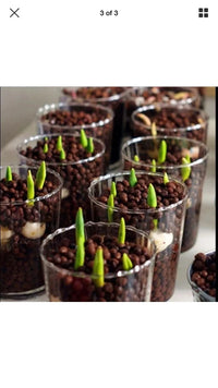 Tulip Seeds – Bonsai, Garden Flower Seeds
