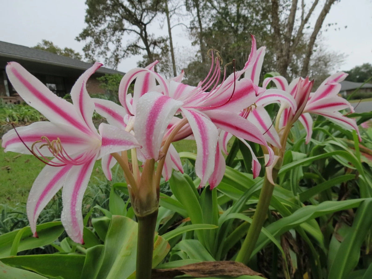 Crinum Lily Marisco Jumbo Blooming-size Bulb New - Flower Seeds