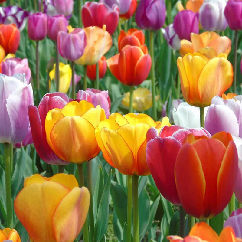 Mix Tulip – Colorful, Mixed, Garden Flower Seeds