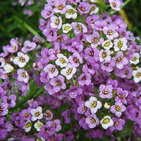 Royal Carpet Sweet Alyssum Lobularia Maritima – Colorful Wildflower Seeds