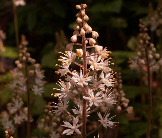 Foamflower Tiarella Wherryi – Shade Perennial Flower Seeds