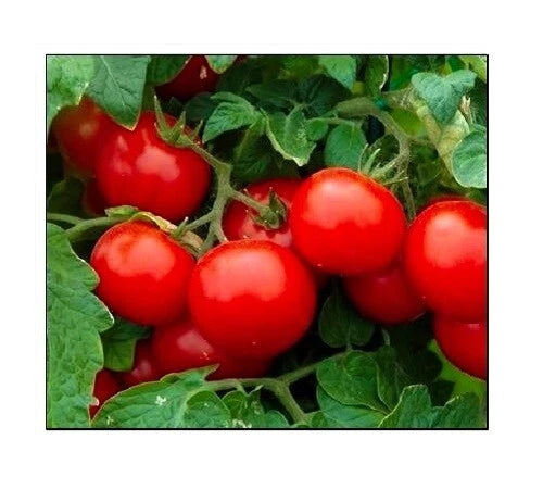 Cherry Tomato Lycopersicon – Vegetable Garden Seeds