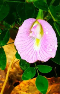 Clitoria Ternatea Pink – Butterfly Pea Climbing Flower Seeds
