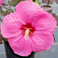 Head Over Heels Passion Hibiscus Hibiscus Syriacus Colorful Garden Flower Seeds
