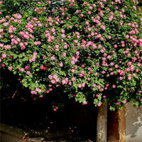 Climbing Rose Seeds – Climbing, Perennial Flower Seeds for Planting
