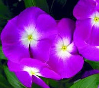 Orchid Vinca Periwinkle – Annual Flower Seeds for Planting