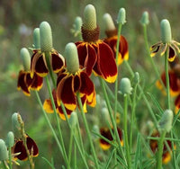 Mexican Hat Ratibida Columnifera – Perennial Prairie Flower Seeds