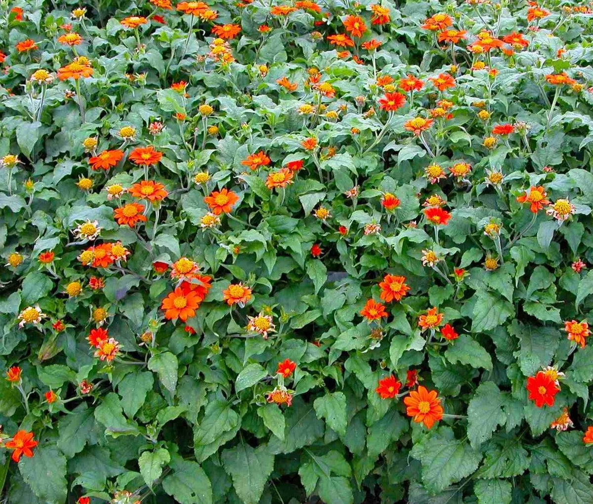 Mexican Sunflower Tithonia Rotundifolia – Colorful Herb Flower Seeds
