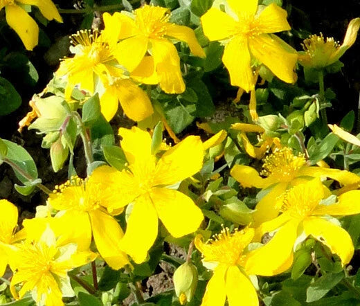 St. John’s Wort Trailing Hypericum – Hardy Flowering Ground Cover Seeds