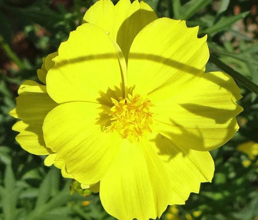 Cosmos Sulphur Yellow Cosmos Sulphureus – Colorful Garden Flower Seeds