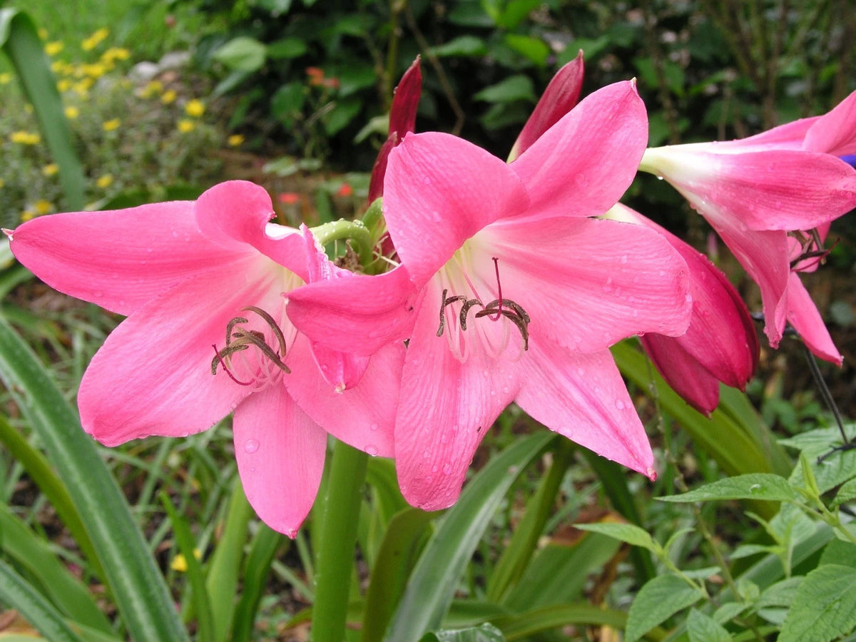 Crinum Lily Bradley Medium-size Bulb New - Flower Seeds