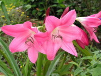 Crinum Lily Bradley Medium-size Bulb New - Flower Seeds