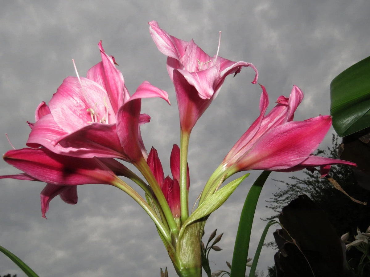 Crinum Lily Carnival Medium-Size Bulb New Stunning Rare