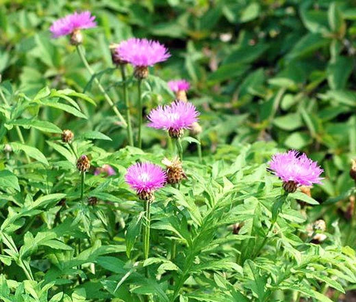 Persian Cornflower Centaurea Dealbata Perennial Flower Seeds