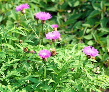 Persian Cornflower Centaurea Dealbata Perennial Flower Seeds