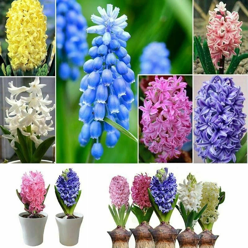Rare Genuine Seeds – Colorful, Mixed Flower Seeds for Planting