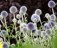 Globe Thistle Blue Echinops Ritro Hardy Garden Flower Seeds