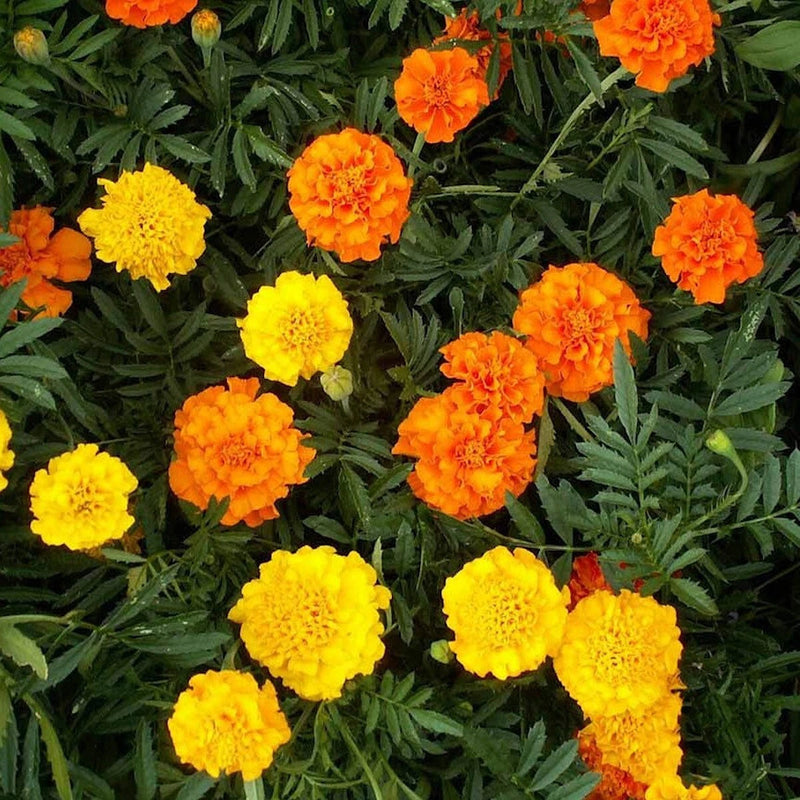Crackerjack African Marigold – Colorful Wildflower Garden Seeds