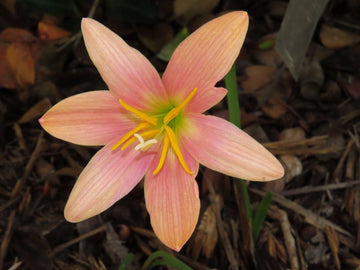 Rain Lily Zephyranthes Batik Mixed Sizes New Habranthus - Flower Seeds
