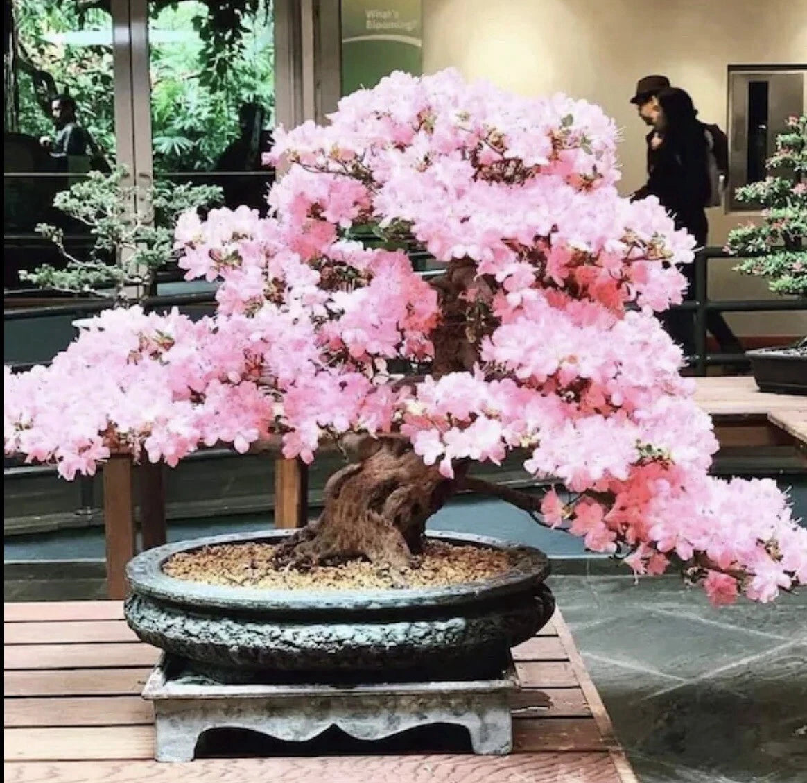 Pink Cherry Blossom Bonsai Sakura Tree Flower Seeds