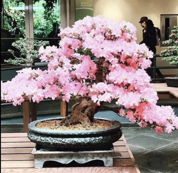 Pink Cherry Blossom Bonsai Sakura Tree Flower Seeds