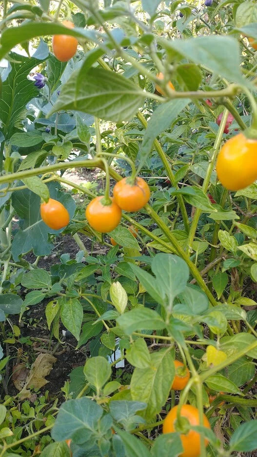 Honey Badger Manzano Chile Vegetable Garden Seeds