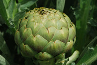 Artichoke Seeds Green – Garden Flower Seeds