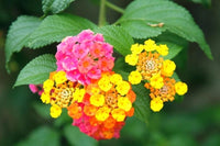 Lantana Camara – Fragrant Flowering Shrub Bush Seeds