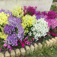 Linajola Comune Linaria – Garden Flower Seeds