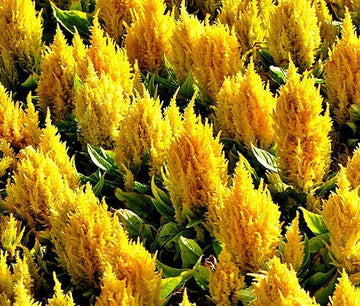 Celosia Nana Glitters Yellow Celosia Plumosa – Colorful Garden Flower Seeds