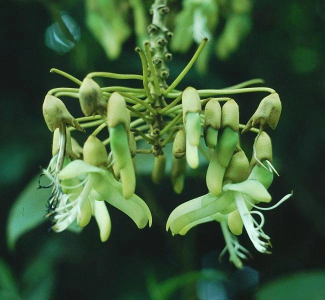 Sea Bean Mucuna Holtonii Climbing Woody Vine Seeds