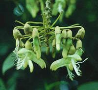 Sea Bean Mucuna Holtonii Climbing Woody Vine Seeds