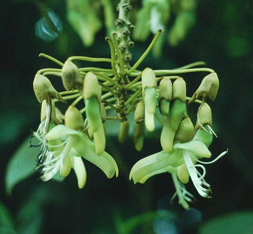 Sea Bean Mucuna Holtonii Climbing Woody Vine Seeds