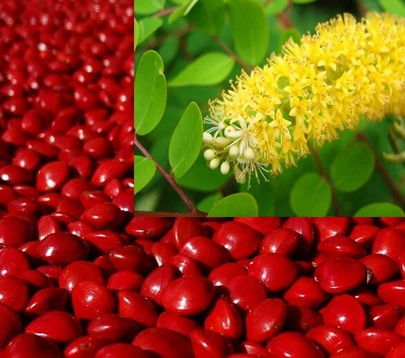 Adenanthera Pavonina Red Sandalwood Jewelry Beads And Saga Coral Tree – Product Image