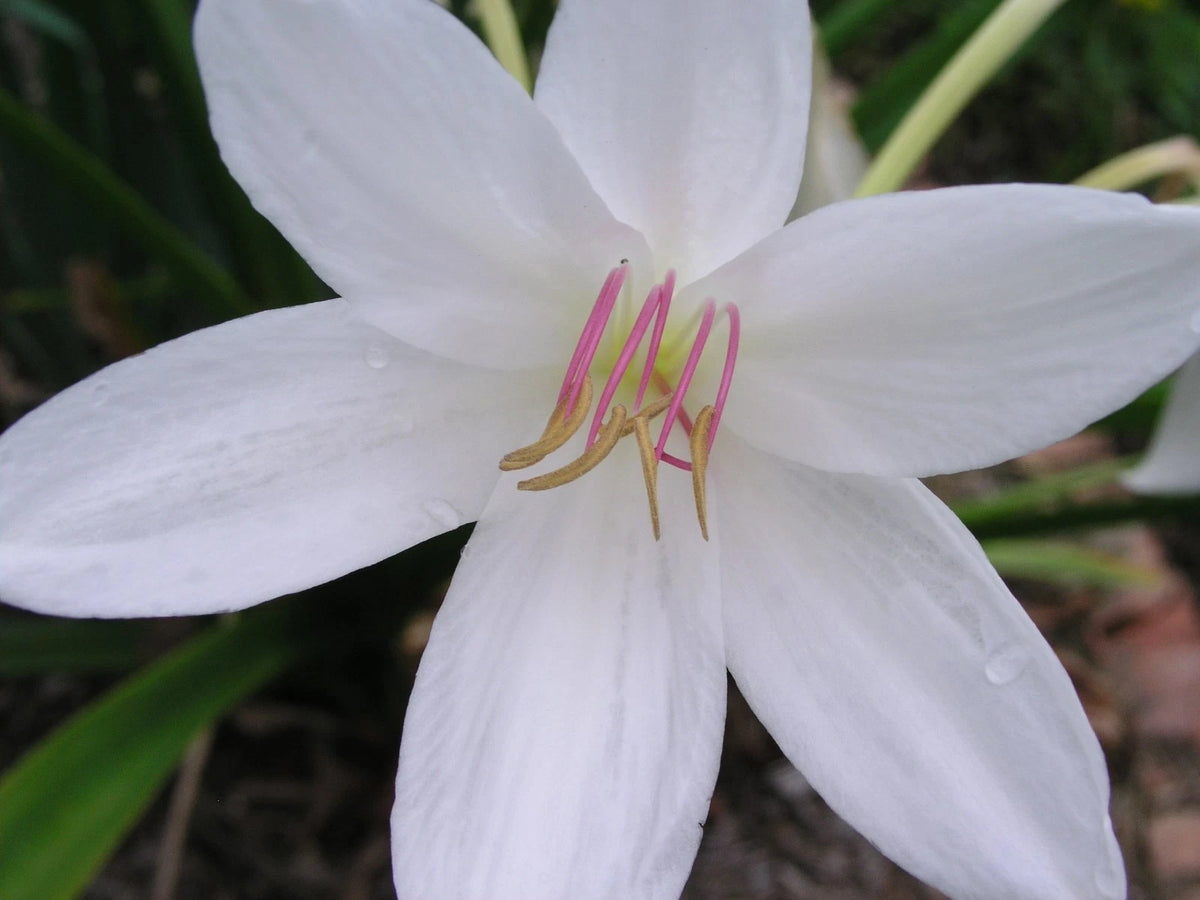 Crinum Lily Carolina Beauty Jumbo Blooming-size Bulb - Flower Seeds