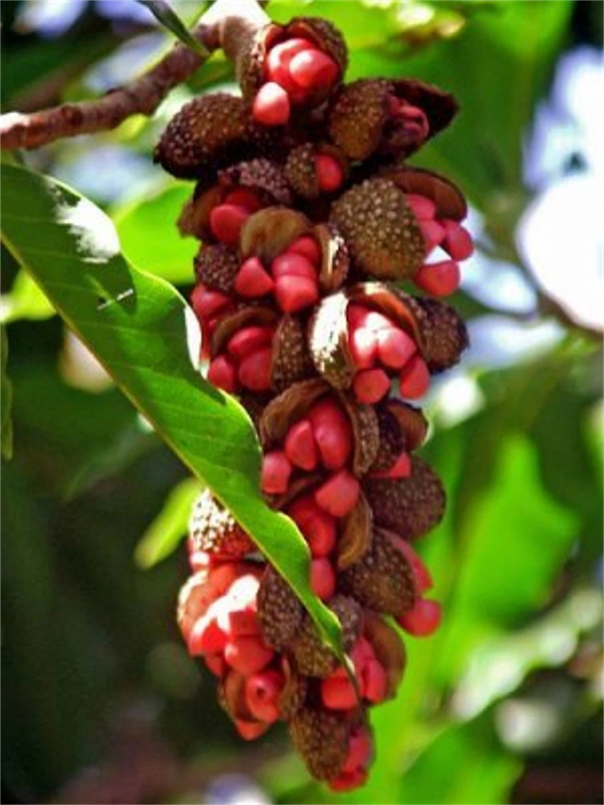 Michelia Champaca – Fragrant Magnolia Tree Seeds