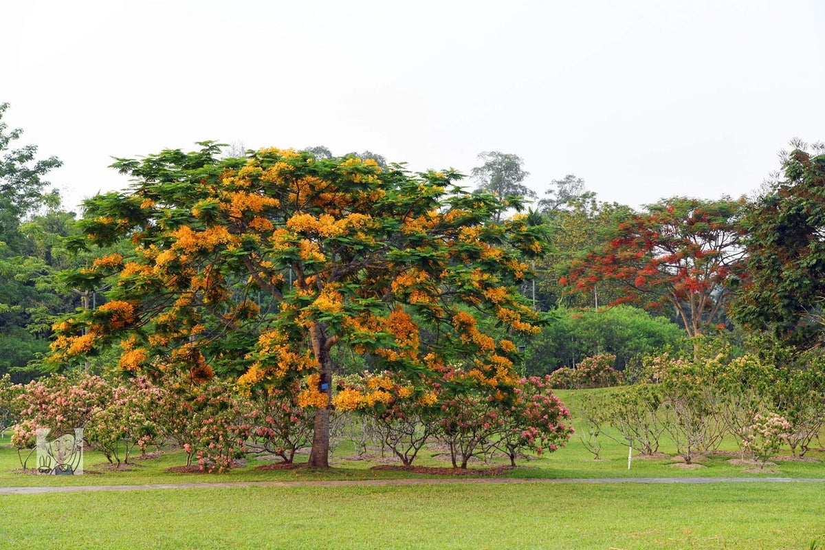 Delonix Regia Var. Flavida – Flower Seeds