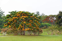 Delonix Regia Var. Flavida – Flower Seeds