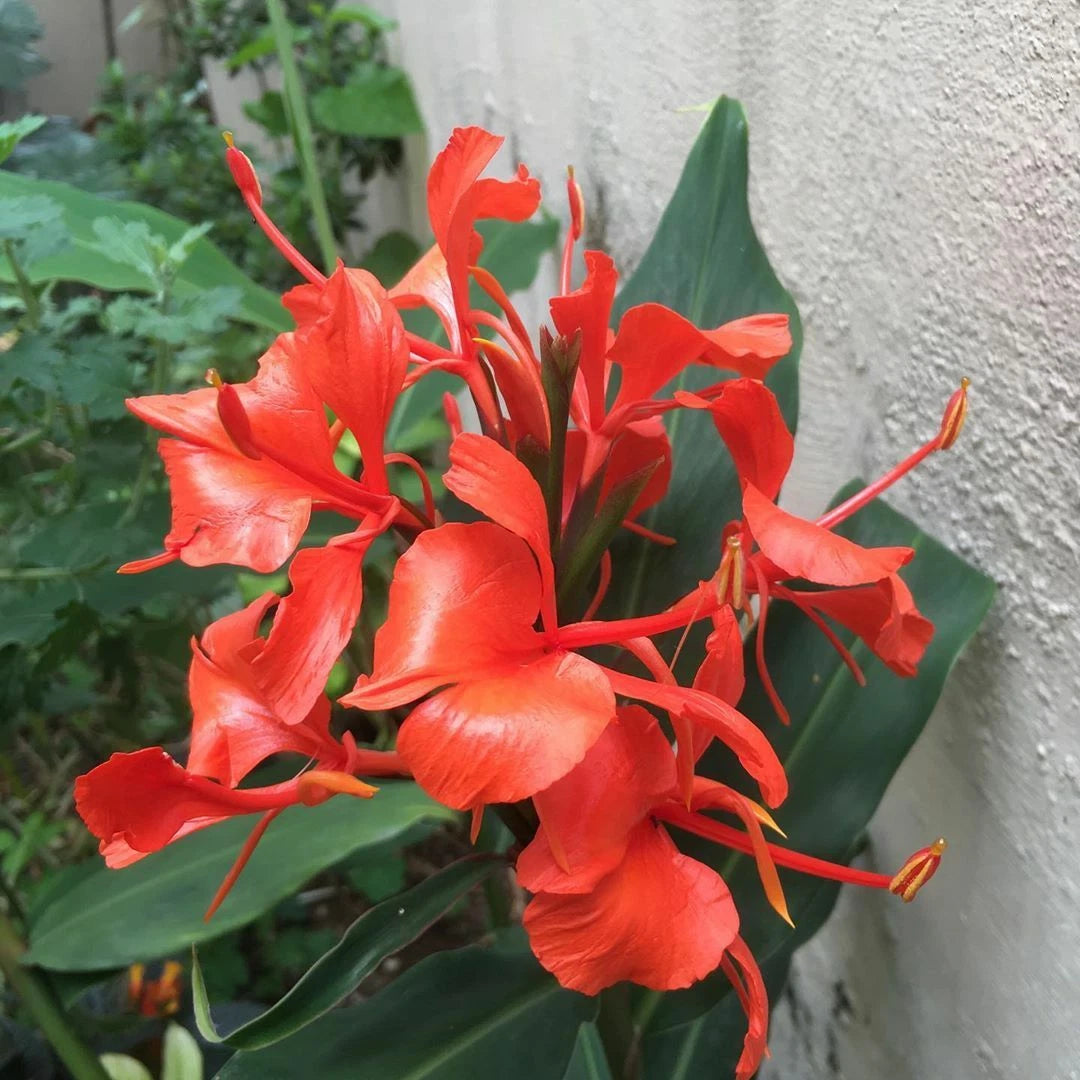 Hedychium Deceptum Rubrum – Cold Hardy Red Ginger Lily Seeds