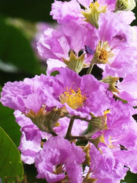 Lagerstroemia Speciosa Flos Reginae Queens Crape Myrtle Tree Seeds