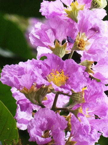 Lagerstroemia Speciosa Flos Reginae Queens Crape Myrtle Tree Seeds