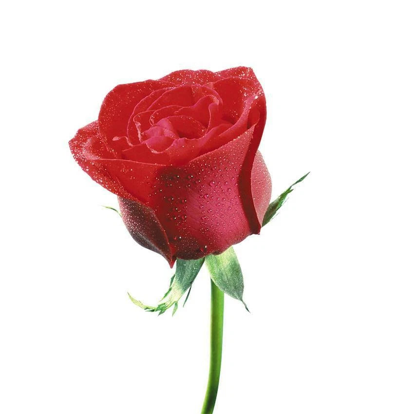 Bag Rose Seeds Mix Rose Seeds Beautiful Perennial Flowers - Colorful