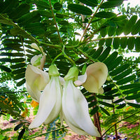 Sesbania Grandiflora White – Hummingbird Attracting Tree Seeds