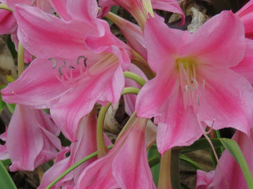 Crinum Lily Carnival Medium-Size Bulb New Stunning Rare - Flower Seeds