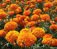 Orange Crackerjack Marigold – Tall Garden Flower Seeds